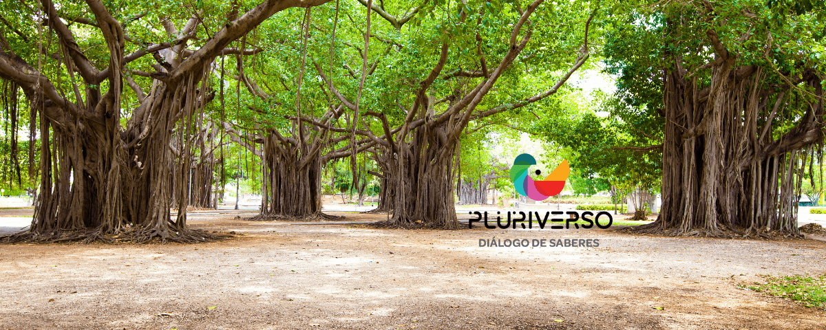 Pluriverso Coletivo Pluriverso Coletivo